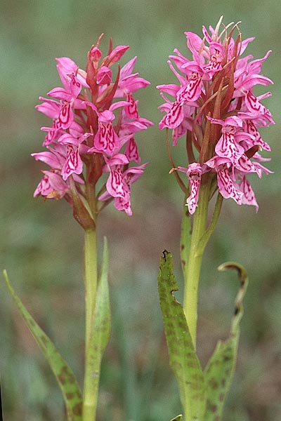 Dactylorhiza ericetorum x pulchella, GB   Hampshire, New Forest 14.6.1999 
