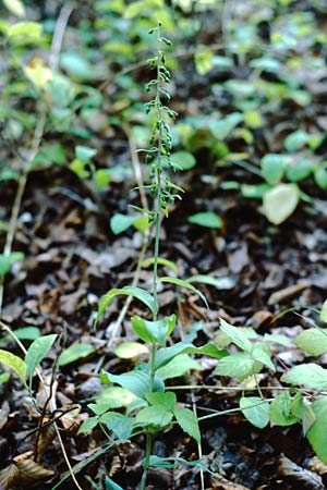 Epipactis neglecta var. collina / Risborough Helleborine, GB  Buckinghamshire 5.8.1998 