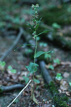 Epipactis neglecta var. collina / Risborough Helleborine, GB  Buckinghamshire 5.8.1998 
