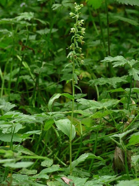 Epipactis dunensis subsp. tynensis / Tyne Helleborine, GB  Beltingham 16.7.2014 (Photo: Christoph Gerbersmann)
