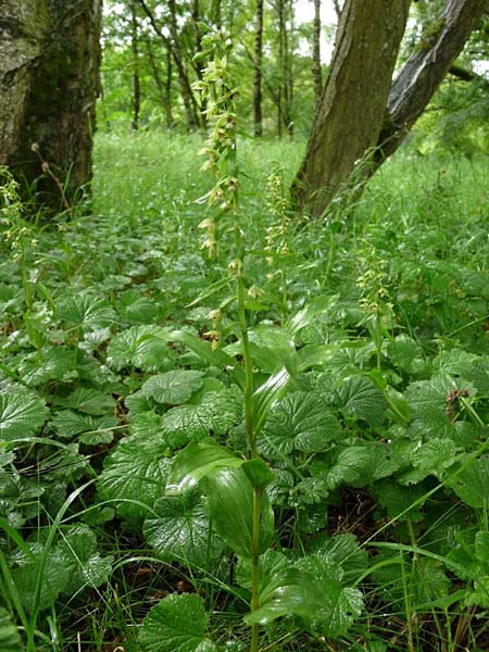 Epipactis dunensis subsp. tynensis / Tyne Helleborine, GB  Slaggyford 16.7.2014 (Photo: Christoph Gerbersmann)