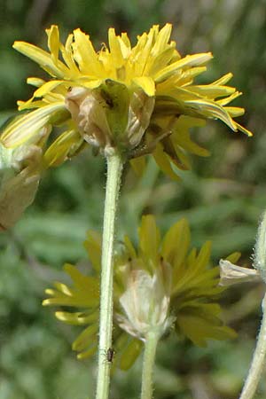 Crepis vesicaria subsp. vesicaria / Beaked Hawk's-Beard, GR Peloponnes, Mt. Kyllini, Mesi Trikalon 21.5.2024