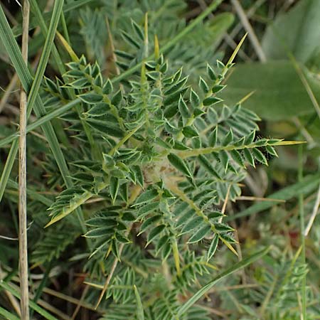 Astragalus thracicus subsp. cylleneus \ Kyllini-Tragant / Mount Kyllini Milk-Vetch, GR Peloponnes, Chelmos 18.5.2024