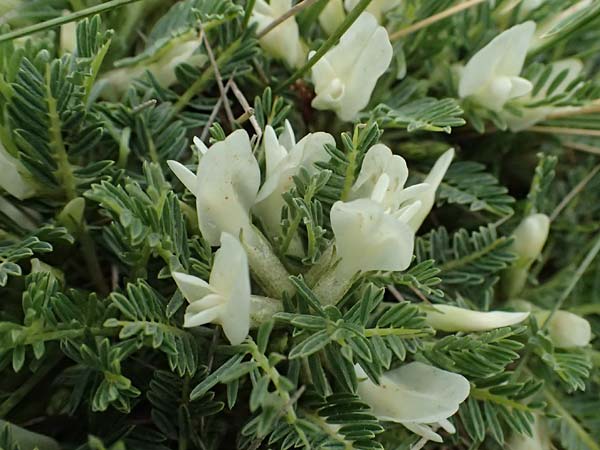 Astragalus angustifolius subsp. erinaceus \ Igelstacheliger Tragant, Schmalbl�ttriger Tragant , GR Peloponnes, Chelmos 18.5.2024