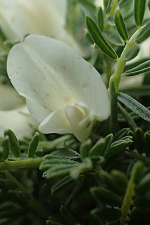 Astragalus angustifolius subsp. erinaceus \ Igelstacheliger Tragant, Schmalbl�ttriger Tragant , GR Peloponnes, Chelmos 18.5.2024