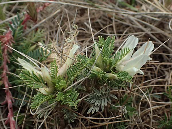 Astragalus angustifolius subsp. erinaceus \ Igelstacheliger Tragant, Schmalbl�ttriger Tragant , GR Peloponnes, Chelmos 18.5.2024