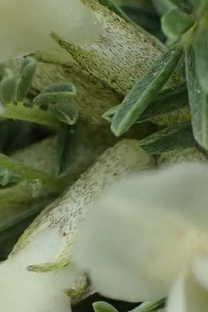 Astragalus angustifolius subsp. erinaceus \ Igelstacheliger Tragant, Schmalbl�ttriger Tragant , GR Peloponnes, Chelmos 18.5.2024