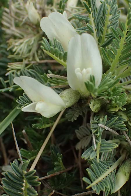 Astragalus angustifolius subsp. erinaceus \ Igelstacheliger Tragant, Schmalbl�ttriger Tragant , GR Peloponnes, Chelmos 18.5.2024