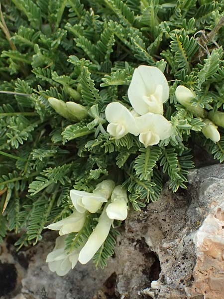 Astragalus angustifolius subsp. erinaceus \ Igelstacheliger Tragant, Schmalbl�ttriger Tragant , GR Peloponnes, Chelmos 18.5.2024