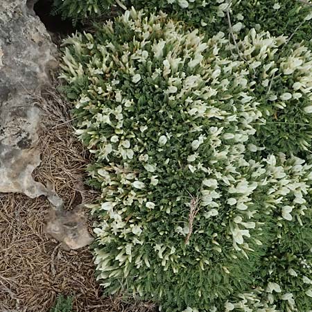 Astragalus angustifolius subsp. erinaceus \ Igelstacheliger Tragant, Schmalbl�ttriger Tragant , GR Peloponnes, Chelmos 18.5.2024