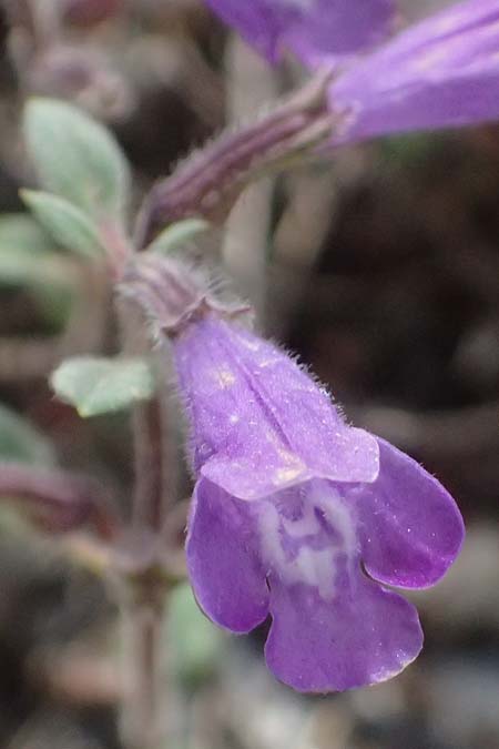 Clinopodium alpinum subsp. meridionale \ S�dlicher Alpen-Steinquendel / Southern Alpine Calamint, GR Peloponnes, Saitas 19.5.2024