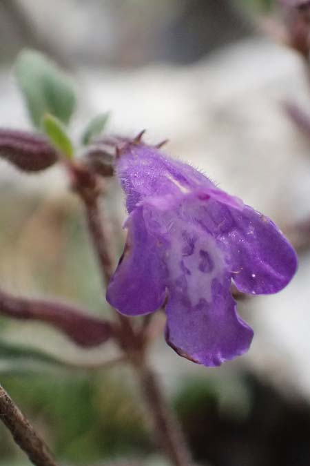 Clinopodium alpinum subsp. meridionale \ S�dlicher Alpen-Steinquendel / Southern Alpine Calamint, GR Peloponnes, Saitas 19.5.2024