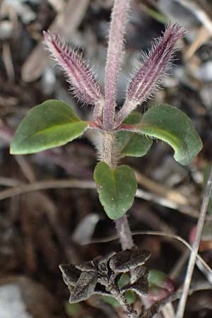 Clinopodium alpinum subsp. meridionale \ S�dlicher Alpen-Steinquendel / Southern Alpine Calamint, GR Peloponnes, Saitas 19.5.2024