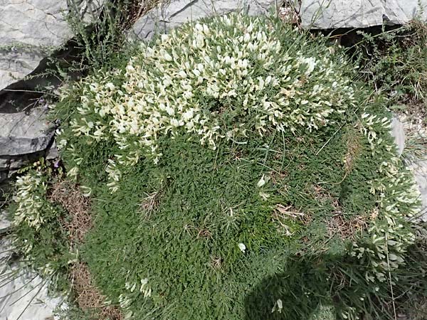 Astragalus angustifolius subsp. erinaceus \ Igelstacheliger Tragant, Schmalbl�ttriger Tragant , GR Peloponnes, Taygetos 27.5.2024