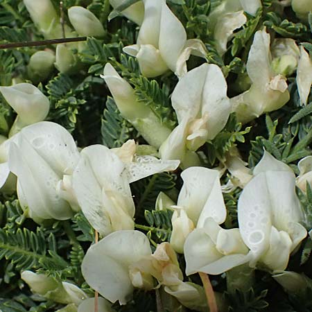 Astragalus angustifolius subsp. erinaceus \ Igelstacheliger Tragant, Schmalbl�ttriger Tragant , GR Peloponnes, Taygetos 27.5.2024