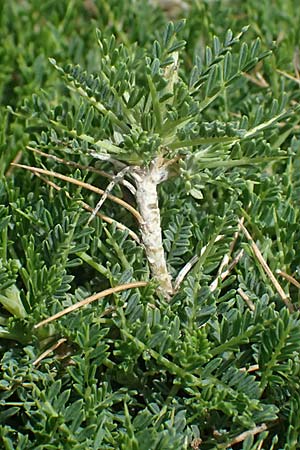 Astragalus angustifolius subsp. erinaceus \ Igelstacheliger Tragant, Schmalbl�ttriger Tragant , GR Peloponnes, Taygetos 27.5.2024