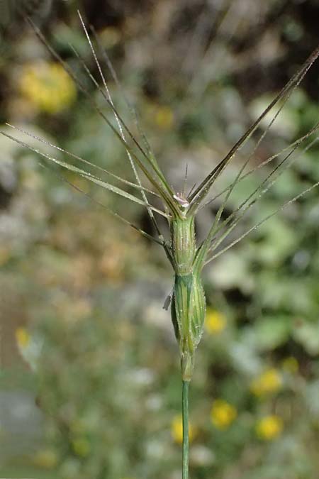 Aegilops biuncialis \ Zweizoll-Walch, GR Peloponnes, Saitas 22.5.2024