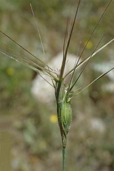 Aegilops biuncialis \ Zweizoll-Walch, GR Peloponnes, Saitas 22.5.2024