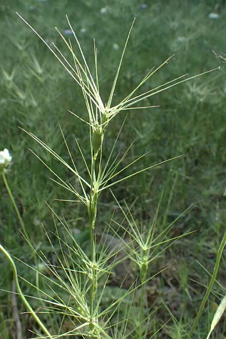 Aegilops biuncialis \ Zweizoll-Walch, GR Peloponnes, Chelmos, Klitoria 23.5.2024