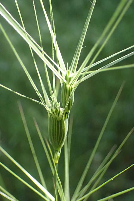 Aegilops biuncialis \ Zweizoll-Walch, GR Peloponnes, Chelmos, Klitoria 23.5.2024