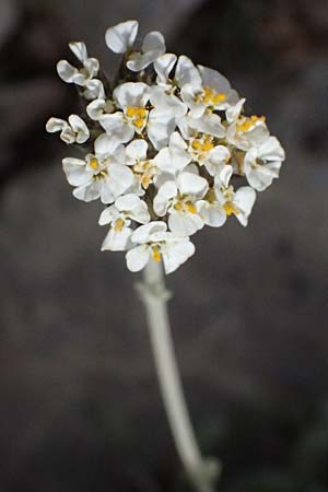 Achillea fraasii / Filigree Yarrow, GR Peloponnes, Mt. Kyllini, Ziria 21.5.2024