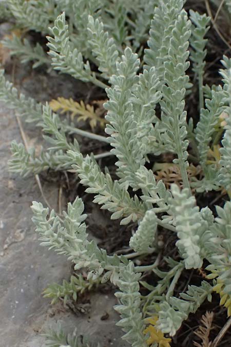 Achillea fraasii / Filigree Yarrow, GR Peloponnes, Mt. Kyllini, Ziria 21.5.2024