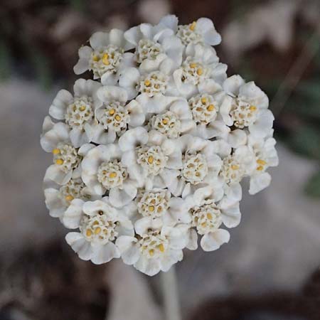 Achillea fraasii / Filigree Yarrow, GR Peloponnes, Mt. Kyllini, Ziria 21.5.2024