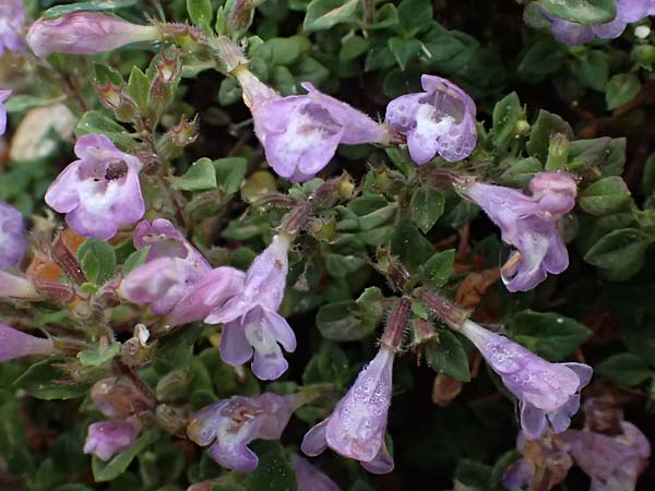 Clinopodium alpinum subsp. meridionale \ S�dlicher Alpen-Steinquendel / Southern Alpine Calamint, GR Peloponnes, Taygetos 27.5.2024