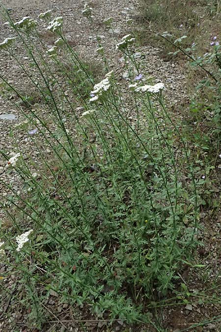 Achillea ligustica \ Ligurische Schafgarbe / Ligurian Milfoil, GR Peloponnes, Taygetos 27.5.2024
