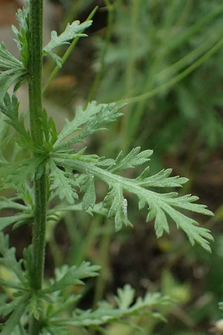 Achillea ligustica \ Ligurische Schafgarbe / Ligurian Milfoil, GR Peloponnes, Taygetos 27.5.2024