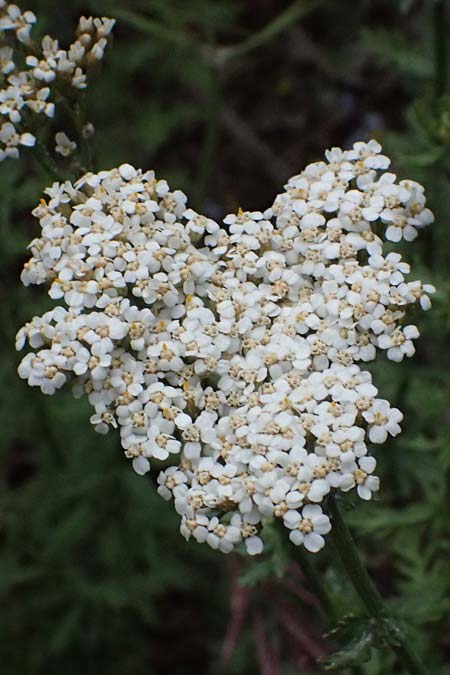 Achillea ligustica \ Ligurische Schafgarbe / Ligurian Milfoil, GR Peloponnes, Taygetos 27.5.2024