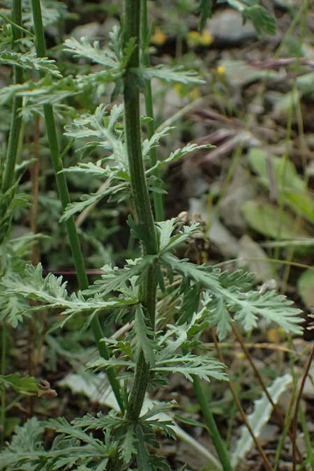 Achillea ligustica \ Ligurische Schafgarbe / Ligurian Milfoil, GR Peloponnes, Taygetos 27.5.2024