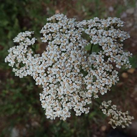 Achillea ligustica \ Ligurische Schafgarbe / Ligurian Milfoil, GR Peloponnes, Taygetos 27.5.2024