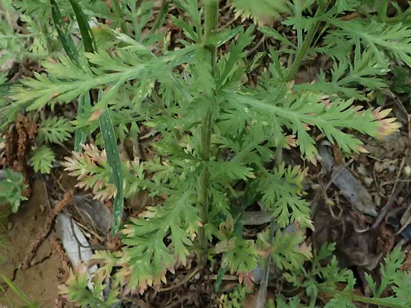 Achillea ligustica \ Ligurische Schafgarbe / Ligurian Milfoil, GR Peloponnes, Taygetos 27.5.2024