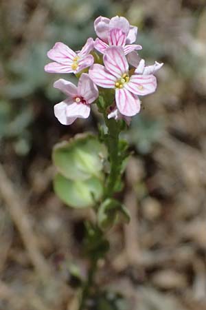Aethionema saxatile subsp. graecum \ Griechisches Steintschel / Greek Candytuft, GR Peloponnes, Saitas 19.5.2024