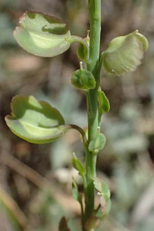 Aethionema saxatile subsp. graecum \ Griechisches Steintschel / Greek Candytuft, GR Peloponnes, Saitas 19.5.2024