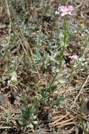 Aethionema saxatile subsp. graecum \ Griechisches Steintschel / Greek Candytuft, GR Peloponnes, Saitas 19.5.2024
