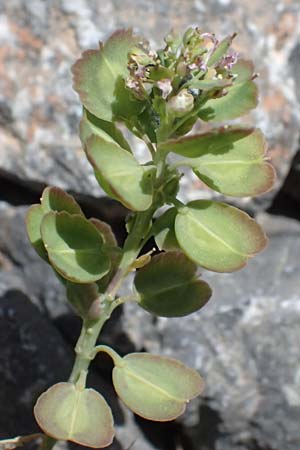 Aethionema saxatile subsp. graecum \ Griechisches Steintschel / Greek Candytuft, GR Peloponnes, Saitas 19.5.2024
