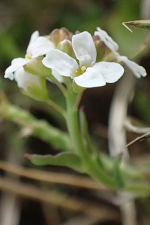 Aethionema saxatile subsp. graecum \ Griechisches Steintschel / Greek Candytuft, GR Peloponnes, Mt. Kyllini, Ziria 21.5.2024
