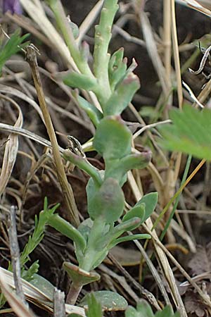 Aethionema saxatile subsp. graecum \ Griechisches Steintschel / Greek Candytuft, GR Peloponnes, Mt. Kyllini, Ziria 21.5.2024