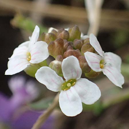 Aethionema saxatile subsp. graecum \ Griechisches Steintschel / Greek Candytuft, GR Peloponnes, Mt. Kyllini, Ziria 21.5.2024