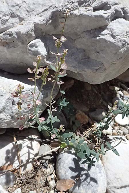 Aethionema saxatile subsp. graecum \ Griechisches Steintschel / Greek Candytuft, GR Peloponnes, Taygetos, Viros - Schlucht / Gorge 31.5.2024