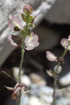 Aethionema saxatile subsp. graecum \ Griechisches Steintschel / Greek Candytuft, GR Peloponnes, Taygetos, Viros - Schlucht / Gorge 31.5.2024