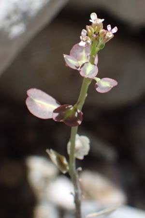 Aethionema saxatile subsp. graecum \ Griechisches Steintschel / Greek Candytuft, GR Peloponnes, Taygetos, Viros - Schlucht / Gorge 31.5.2024