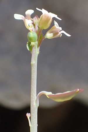 Aethionema saxatile subsp. graecum \ Griechisches Steintschel / Greek Candytuft, GR Peloponnes, Taygetos, Viros - Schlucht / Gorge 31.5.2024