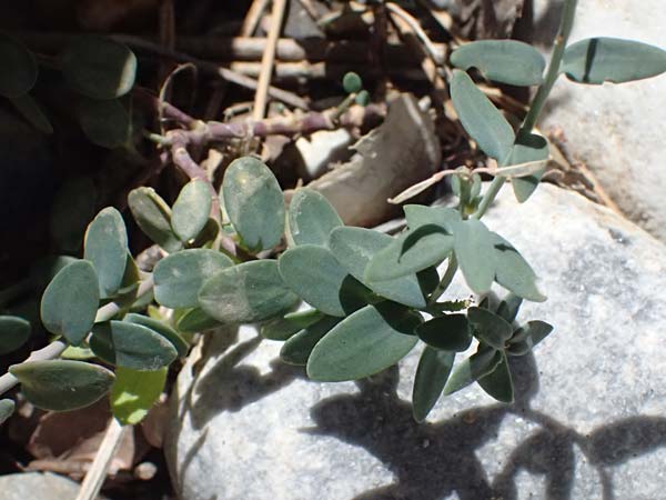 Aethionema saxatile subsp. graecum \ Griechisches Steintschel / Greek Candytuft, GR Peloponnes, Taygetos, Viros - Schlucht / Gorge 31.5.2024