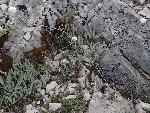 Achillea fraasii / Filigree Yarrow, GR Peloponnes, Mt. Kyllini, Ziria 21.5.2024