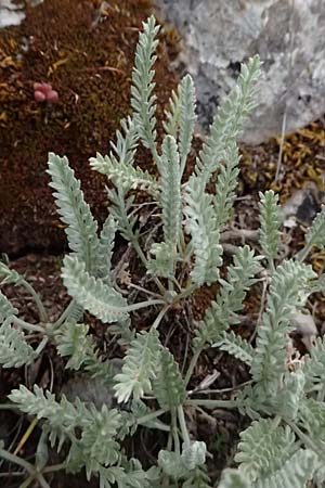 Achillea fraasii / Filigree Yarrow, GR Peloponnes, Mt. Kyllini, Ziria 21.5.2024