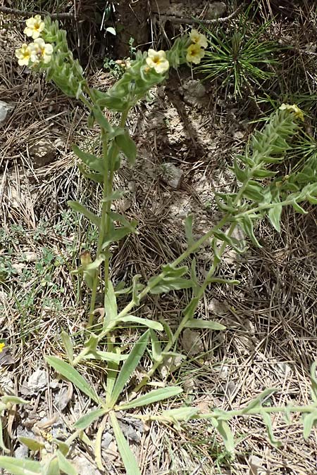 Alkanna graeca \ Griechische Schminkwurz / Greek Alkanet, GR Peloponnes, Mt. Kyllini, Mesi Trikalon 21.5.2024