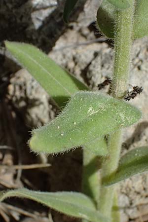 Alkanna graeca \ Griechische Schminkwurz / Greek Alkanet, GR Peloponnes, Mt. Kyllini, Mesi Trikalon 21.5.2024